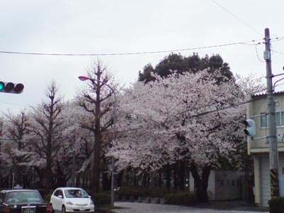 桜