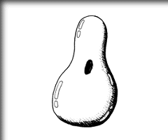 AN^l