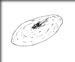 sԗ