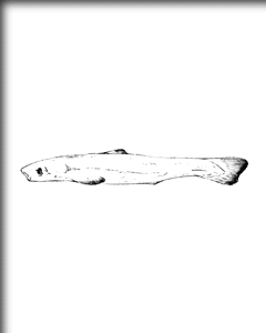 バベル魚