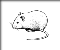 �͂��˂���